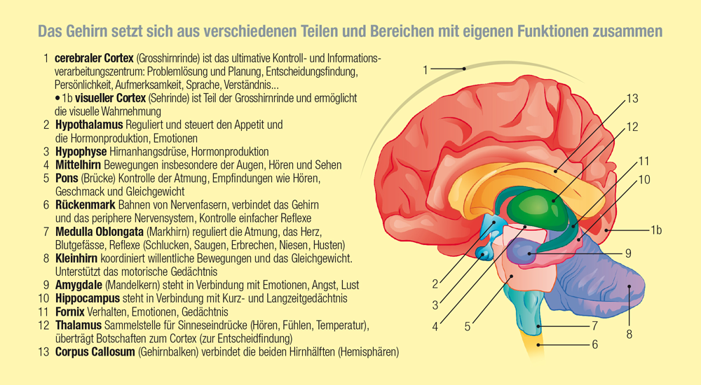 Verschiedene Teile des Gehirns
